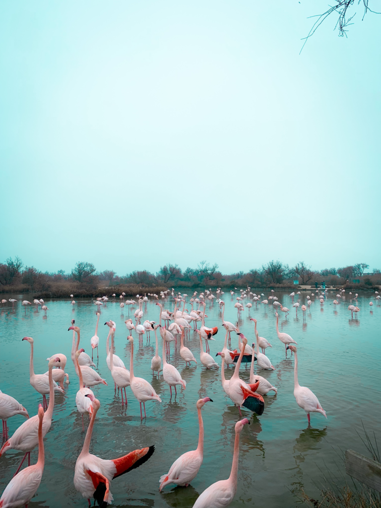 Alles over de Provence, Camargue flamingo's