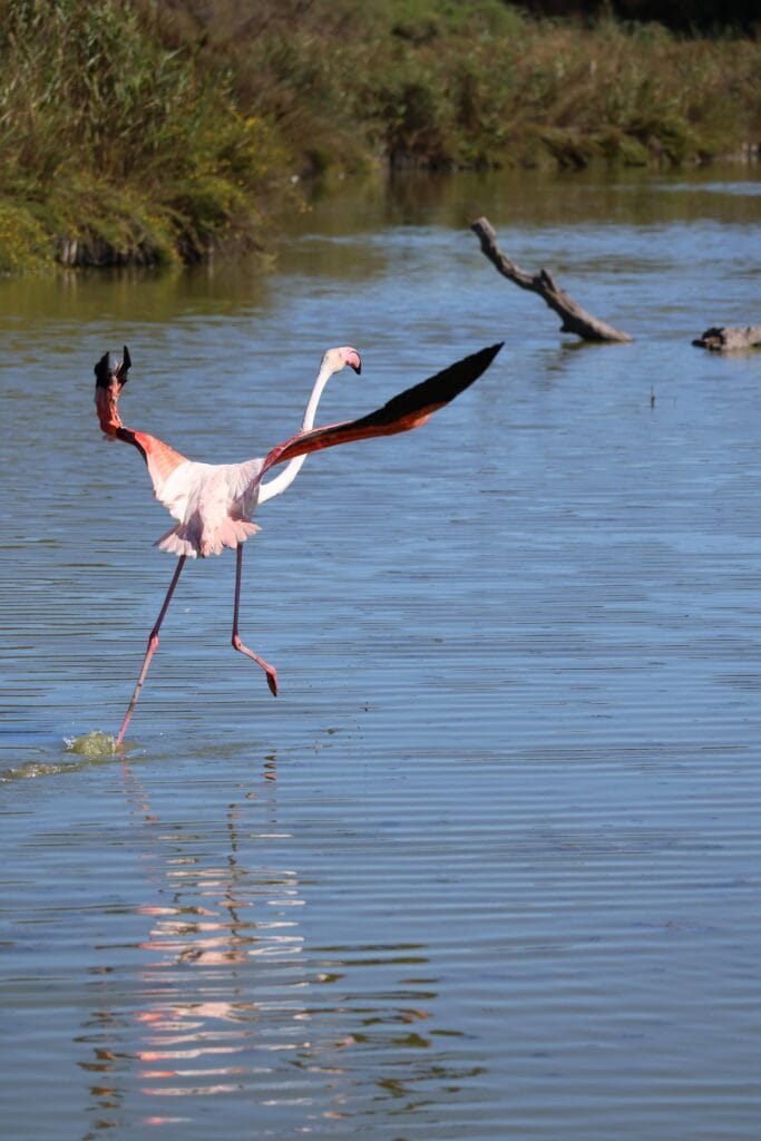 Een dag Camargue, opstijgende flamingo