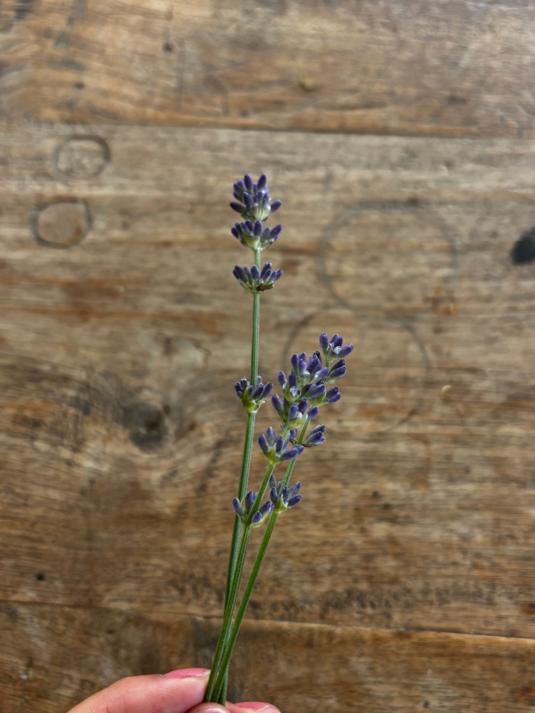 column lavendel ingredienten