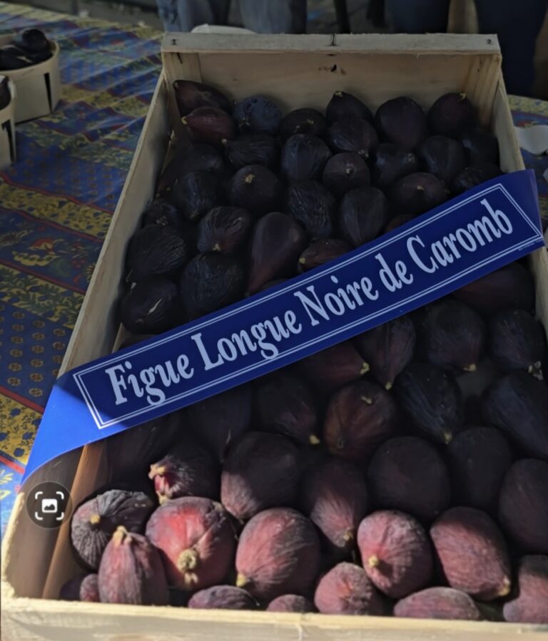 Figue Longue noir Caromb