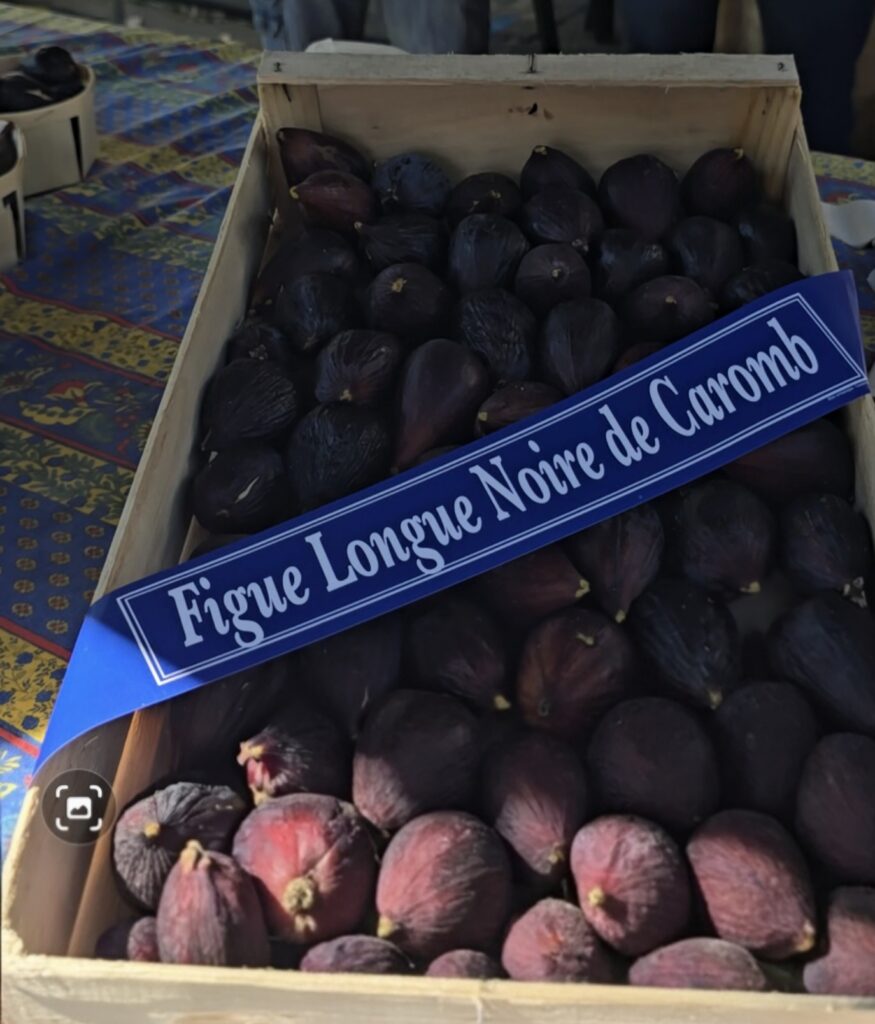Figue Longue noir Caromb